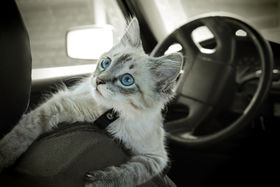 Quixa protegge gli animali in auto