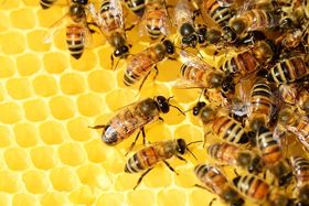 Revo, una polizza parametrica per l'apicoltura