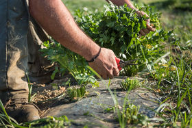 Agricoltura100: sostenibilità per le imprese agricole italiane
