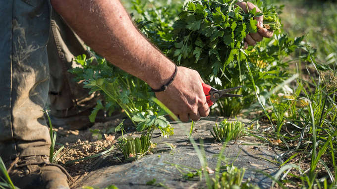 Agricoltura100: sostenibilità per le imprese agricole italiane
