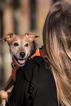 La responsabilità per i danni cagionati da animali domestici