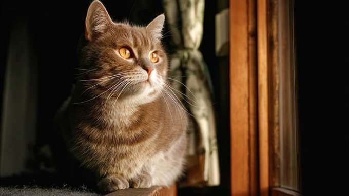 Assicurazioni truffate anche con le polizze pet