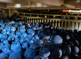 Vinitaly, Generali Italia sostiene il settore vitivinicolo