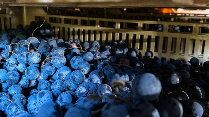 Vinitaly, Generali Italia sostiene il settore vitivinicolo