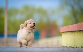 Pet insurance, Reale Group si allea con Canitas in Spagna