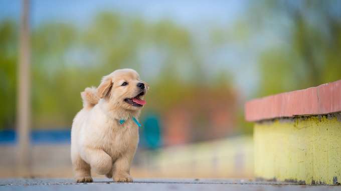 Pet insurance, Reale Group si allea con Canitas in Spagna