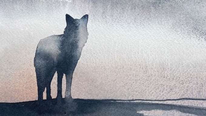 A "Il lupo solitario", di Adam Weymouth, il Premio Itas 2026